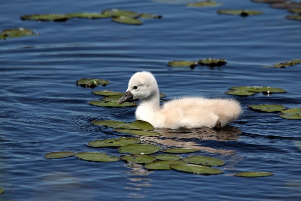 Adorable Cygnet by Deb Oppermann